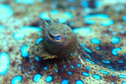 Peacock Flounder up close and personal. Image taken with ... by Kenneth Bailey 